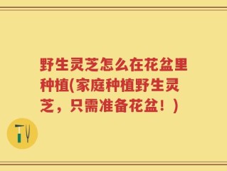 野生灵芝怎么在花盆里种植(家庭种植野生灵芝，只需准备花盆！)