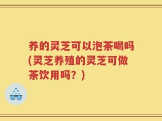 养的灵芝可以泡茶喝吗(灵芝养殖的灵芝可做茶饮用吗？)