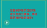 三厘米野生灵芝(野生灵芝高达三厘米，或许是药用好处的福音)