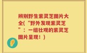 辨别野生紫灵芝图片大全(“野外发现紫灵芝”：一组壮观的紫灵芝图片呈现！)
