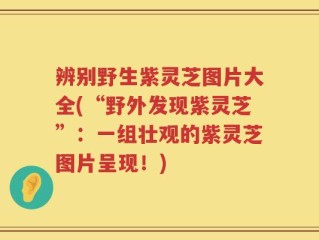 辨别野生紫灵芝图片大全(“野外发现紫灵芝”：一组壮观的紫灵芝图片呈现！)