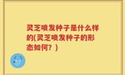 灵芝喷发种子是什么样的(灵芝喷发种子的形态如何？)