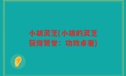 小胡灵芝(小胡的灵芝获得赞誉：功效卓著)