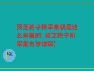 灵芝孢子粉采集就是这么采集的_灵芝孢子粉采集方法详解)