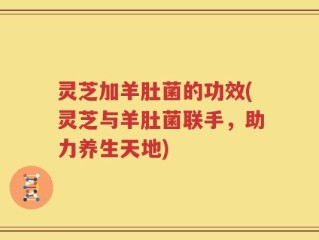 灵芝加羊肚菌的功效(灵芝与羊肚菌联手，助力养生天地)