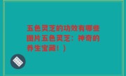 五色灵芝的功效有哪些图片五色灵芝：神奇的养生宝藏！)