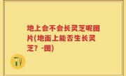 地上会不会长灵芝呢图片(地面上能否生长灵芝？-图)