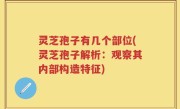 灵芝孢子有几个部位(灵芝孢子解析：观察其内部构造特征)