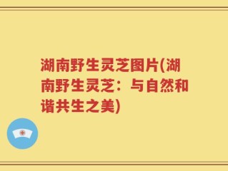 湖南野生灵芝图片(湖南野生灵芝：与自然和谐共生之美)