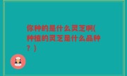 你种的是什么灵芝啊(种植的灵芝是什么品种？)