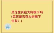 灵芝生长在大树根下吗(灵芝是否在大树根下生长？)