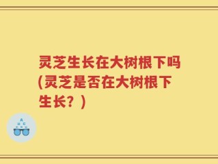 灵芝生长在大树根下吗(灵芝是否在大树根下生长？)
