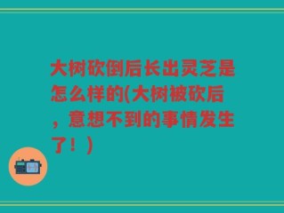 大树砍倒后长出灵芝是怎么样的(大树被砍后，意想不到的事情发生了！)