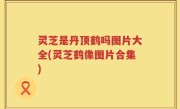 灵芝是丹顶鹤吗图片大全(灵芝鹤像图片合集)