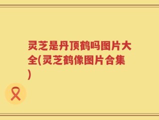 灵芝是丹顶鹤吗图片大全(灵芝鹤像图片合集)