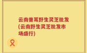 云南普耳野生灵芝批发(云南野生灵芝批发市场盛行)