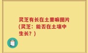 灵芝有长在土里嘛图片(灵芝：能否在土壤中生长？)