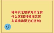 种海灵芝跟采海灵芝有什么区别(种植海灵芝与采摘海灵芝的区别)