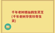千年老树栖仙鹤生灵芝(千年老树孕育珍奇生灵)