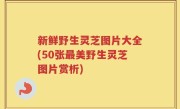 新鲜野生灵芝图片大全(50张最美野生灵芝图片赏析)