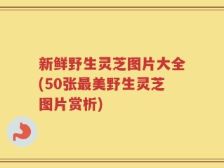 新鲜野生灵芝图片大全(50张最美野生灵芝图片赏析)