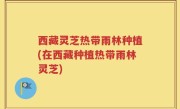 西藏灵芝热带雨林种植(在西藏种植热带雨林灵芝)