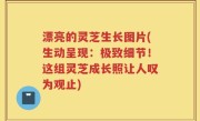 漂亮的灵芝生长图片(生动呈现：极致细节！这组灵芝成长照让人叹为观止)