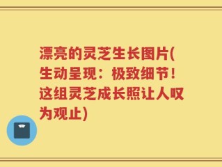 漂亮的灵芝生长图片(生动呈现：极致细节！这组灵芝成长照让人叹为观止)