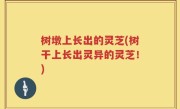 树墩上长出的灵芝(树干上长出灵异的灵芝！)