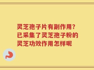 灵芝孢子片有副作用？已采集了灵芝孢子粉的灵芝功效作用怎样呢