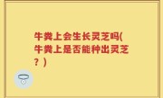 牛粪上会生长灵芝吗(牛粪上是否能种出灵芝？)