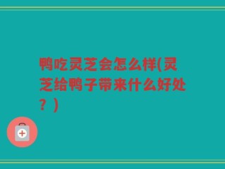鸭吃灵芝会怎么样(灵芝给鸭子带来什么好处？)