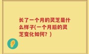 长了一个月的灵芝是什么样子(一个月后的灵芝变化如何？)