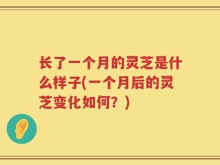 长了一个月的灵芝是什么样子(一个月后的灵芝变化如何？)