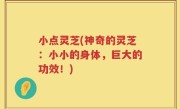 小点灵芝(神奇的灵芝：小小的身体，巨大的功效！)