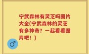 宁武森林有灵芝吗图片大全(宁武森林的灵芝有多神奇？一起看看图片吧！)