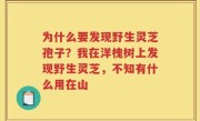 为什么要发现野生灵芝孢子？我在洋槐树上发现野生灵芝，不知有什么用在山