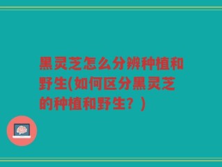黑灵芝怎么分辨种植和野生(如何区分黑灵芝的种植和野生？)
