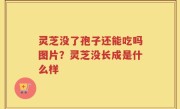灵芝没了孢子还能吃吗图片？灵芝没长成是什么样