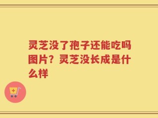 灵芝没了孢子还能吃吗图片？灵芝没长成是什么样