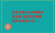 活灵芝是什么动物图片及名称(活灵芝实物图及其名称是什么？)