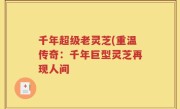 千年超级老灵芝(重温传奇：千年巨型灵芝再现人间