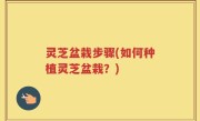 灵芝盆栽步骤(如何种植灵芝盆栽？)