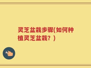 灵芝盆栽步骤(如何种植灵芝盆栽？)
