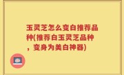 玉灵芝怎么变白推荐品种(推荐白玉灵芝品种,变身为美白神器)
