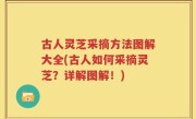 古人灵芝采摘方法图解大全(古人如何采摘灵芝？详解图解！)