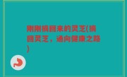 刚刚摘回来的灵芝(摘回灵芝，通向健康之路)