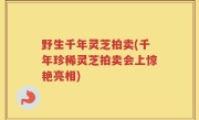 野生千年灵芝拍卖(千年珍稀灵芝拍卖会上惊艳亮相)