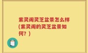 紫灵阁灵芝盆景怎么样(紫灵阁的灵芝盆景如何？)