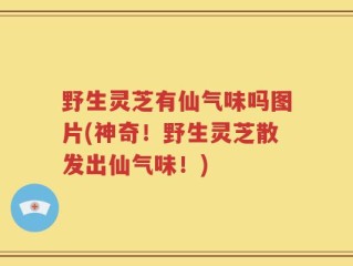 野生灵芝有仙气味吗图片(神奇！野生灵芝散发出仙气味！)